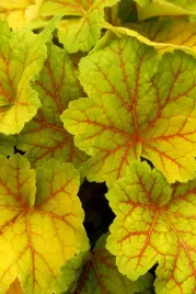 zurawka-electra-heuchera-sadzonka-premium-doniczka-c1-5