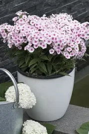 floks-flamer-pro-soft-pink-phlox-sadzonka-premium-doniczka-c1