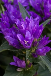 dzwonek-genti-blue-campanula-sadzonka-premium-doniczka-c1-5