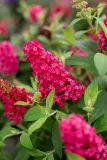 budleja-butterfly-candy-little-ruby-buddleja-sadzonka-premium-c1-5