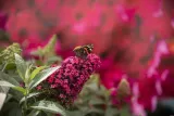 budleja-butterfly-candy-little-ruby-buddleja-sadzonka-premium-c1-5-rodzaj-rosliny-inny