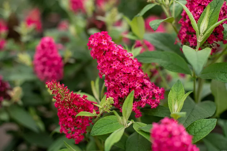 budleja-butterfly-candy-little-ruby-buddleja-sadzonka-premium-c1-5-producent-inny