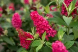 budleja-butterfly-candy-little-ruby-buddleja-sadzonka-premium-c1-5-producent-inny