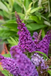 budleja-butterfly-candy-little-purple-buddleja-sadzonka-premium-c1-5