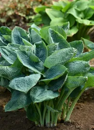 hosta-big-daddy-funkia-sadzonka-premium-doniczka-c2