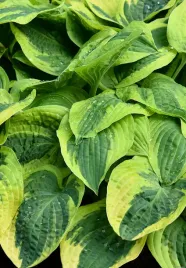 hosta-wide-brim-funkia-sadzonka-premium-doniczka-c1-5