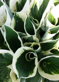 hosta-minute-man-funkia-sadzonka-premium-doniczka-c1-5