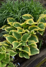 hosta-liberty-funkia-sadzonka-premium-doniczka-c2