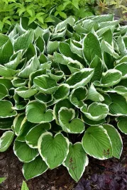 hosta-francee-funkia-sadzonka-premium-c2