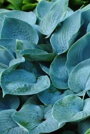 hosta-fragrant-blue-funkia-sadzonka-premium-c1-5
