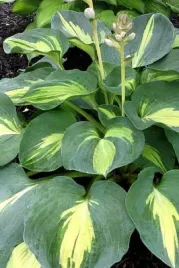 hosta-dream-queen-funkia-sadzonka-premium-c1-5