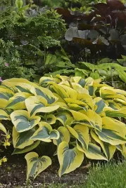 hosta-autumn-frost-funkia-sadzonka-premium-c1-5