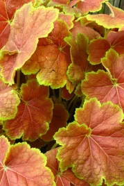 zurawka-tiramisu-heuchera-sadzonka-premium-doniczka-c1-5