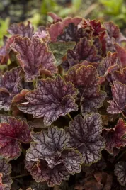 zurawka-beauty-colour-heuchera-sadzonka-premium-c1-5