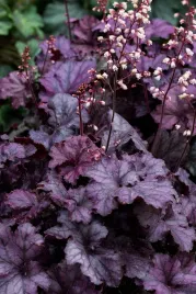 zurawka-rex-purple-heuchera-sadzonka-premium-c2
