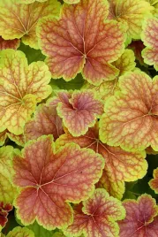 zurawka-delta-dawn-heuchera-sadzonka-premium-c1-5
