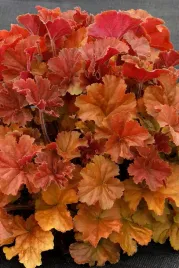 zurawka-northern-exposuretm-amber-heuchera-sadzonka-premium-c1-5