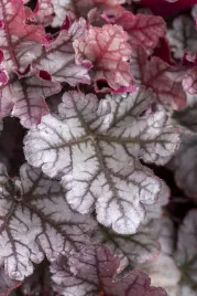 zurawka-world-caffetm-frappe-heuchera-sadzonka-premium-c1-5