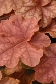 zurawka-world-caffetm-arabica-heuchera-sadzonka-premium-c1-5