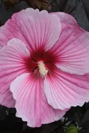 hibiskus-starry-night-hibiscus-sadzonka-premium-doniczka-c3