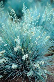 kostrzewa-blue-select-festuca-sadzonka-premium-doniczka-c1