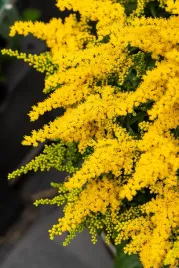 nawloc-golden-dwarf-solidago-sadzonka-premium-doniczka-c1