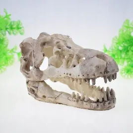 akwarium-dekoracja-zywica-sztuczny-szkielet-dinozaura-czaszka-glowa-kosci