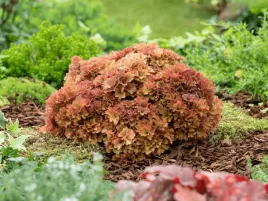 zurawka-bursztynowa-frilly-kolorowe-liscie-bylina-do-ogrodu-sadzonka-p9