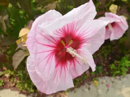 hibiskus-bylinowy-bialo-rozowe-kwiaty-xxl-copper-queen-bylina-p9