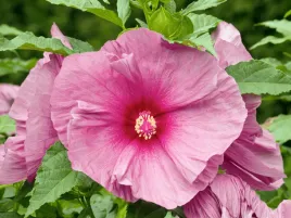 hibiskus-bylinowy-rozowy-ogromne-kwiaty-kwitnaca-roslina-p9