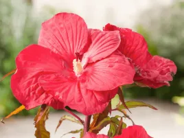 hibiskus-bylinowy-czerwony-fireball-kwiaty-gigant-p9