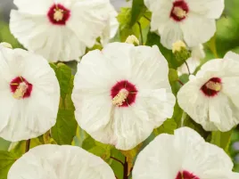 hibiskus-bylinowy-duze-kwiaty-kremowe-old-yella-sadzonka-p9