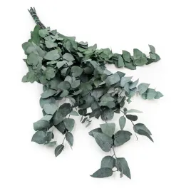 eukaliptus-stabilizowany-popielaty-cinerea-zielony