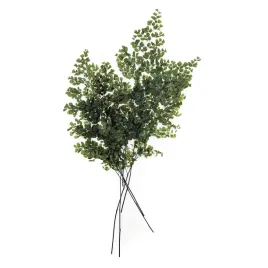 paproc-stabilizowana-adiantum