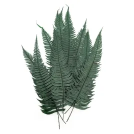 paproc-stabilizowana-zwyczajna