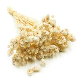 suszony-phalaris-kanar-mozga-kanaryjska-bielony
