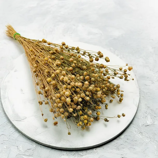 len-suszony-naturalny-wysokosc-maksymalna-60-cm