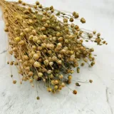 len-suszony-naturalny-stan-nowy-marka-enchanted