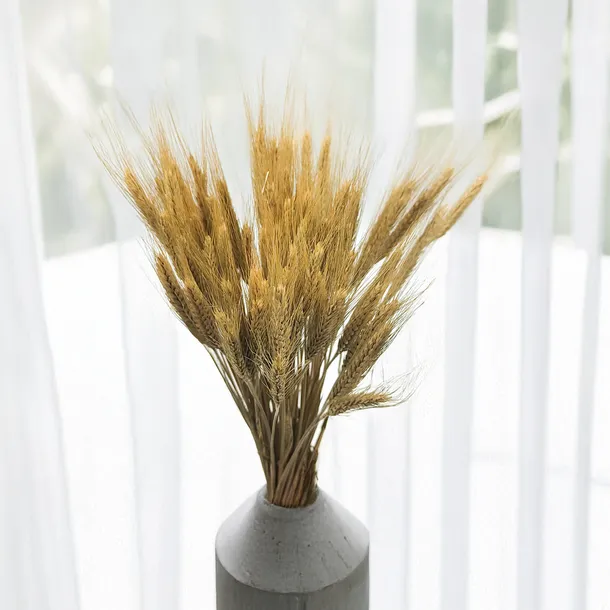 pszenzyto-suszone-naturalne-wysokosc-maksymalna-60-cm