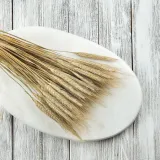 pszenzyto-suszone-naturalne-stan-nowy-wysokosc-maksymalna-60-cm