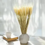 pszenzyto-suszone-bielone-wysokosc-maksymalna-60-cm