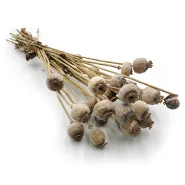 makowka-suszona-papaver-naturalna