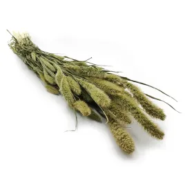 wlosnica-setaria-setarea-naturalna-zielona-bukiet