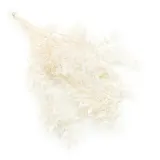 ruskus-stabilizowany-ruscus-bielony