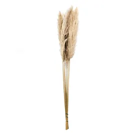 trawa-pampasowa-naturalna-120cm-bukiet-5szt