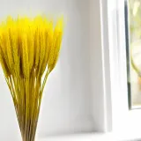 pszenzyto-suszone-zolte-wysokosc-maksymalna-60-cm
