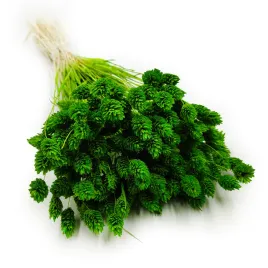 suszony-phalaris-kanar-mozga-kanaryjska-zielony