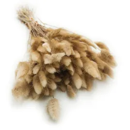 suszony-lagurus-dmuszek-jajowaty-naturalny