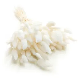 suszony-lagurus-dmuszek-jajowaty-bielony