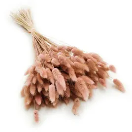 suszony-lagurus-dmuszek-jajowaty-antyczny-roz